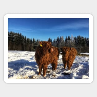 Scottish Highland Cattle Calves 1685 Sticker